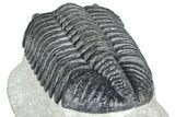 Huge Phacopid (Drotops) Trilobite - Issoumour, Morocco #363235-5